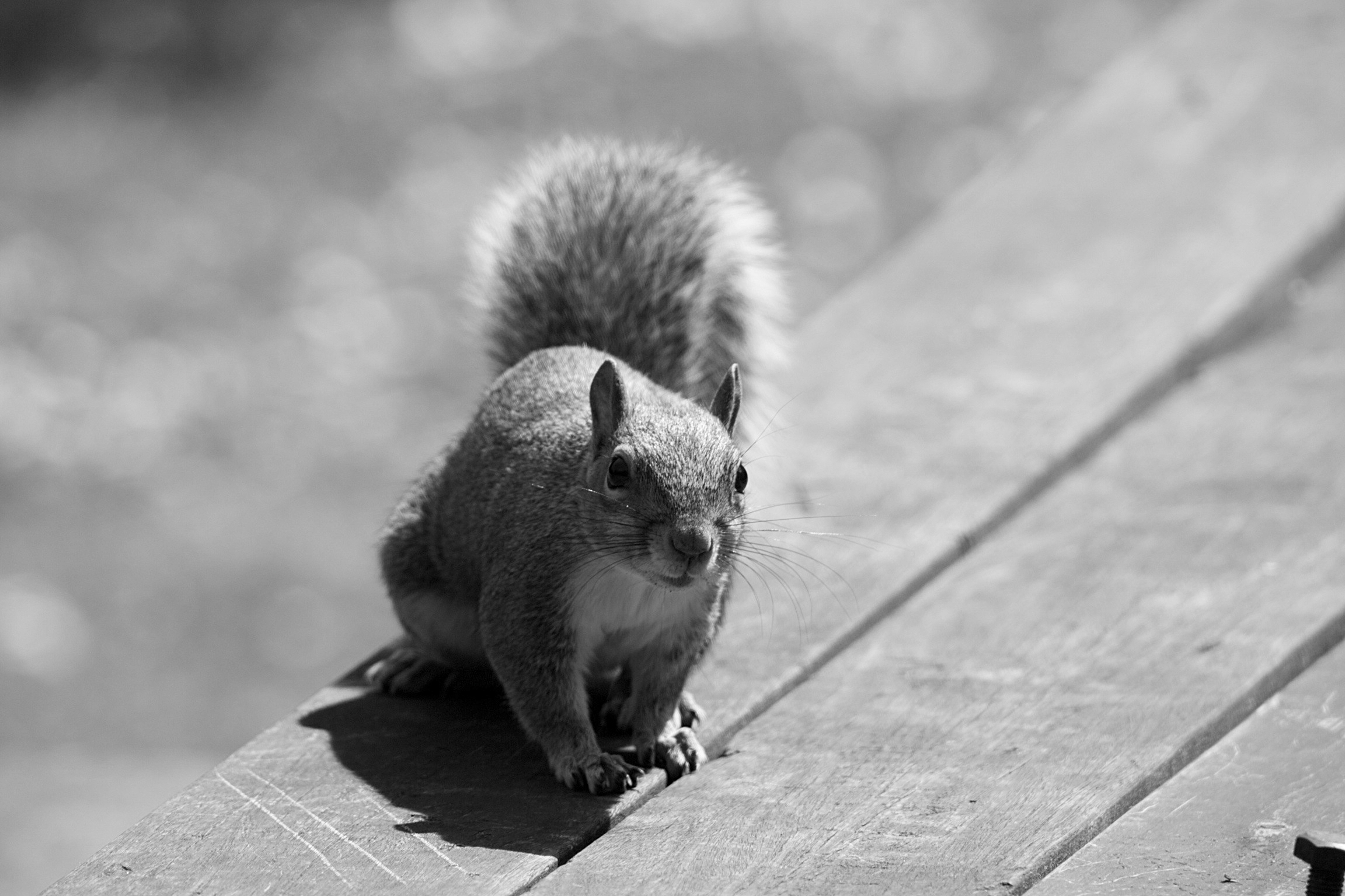 Neil Smith Photography